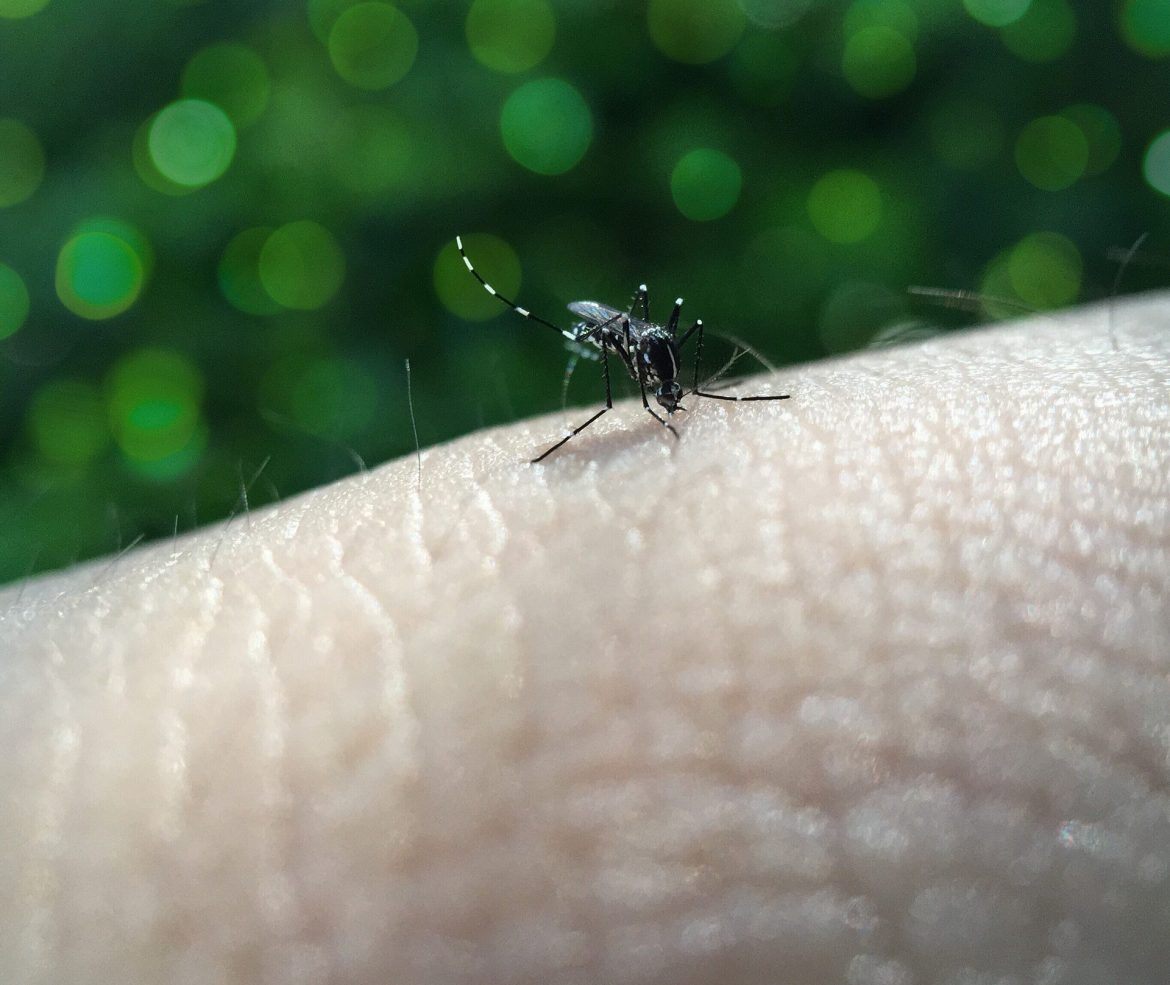 Dengue Prevention: How Does Wolbachia Help to Control Dengue? Dengue Prevention: How Does Wolbachia Help to Control Dengue?