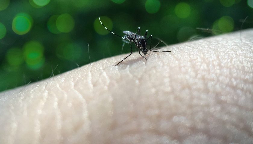 Dengue Prevention: How Does Wolbachia Help to Control Dengue?