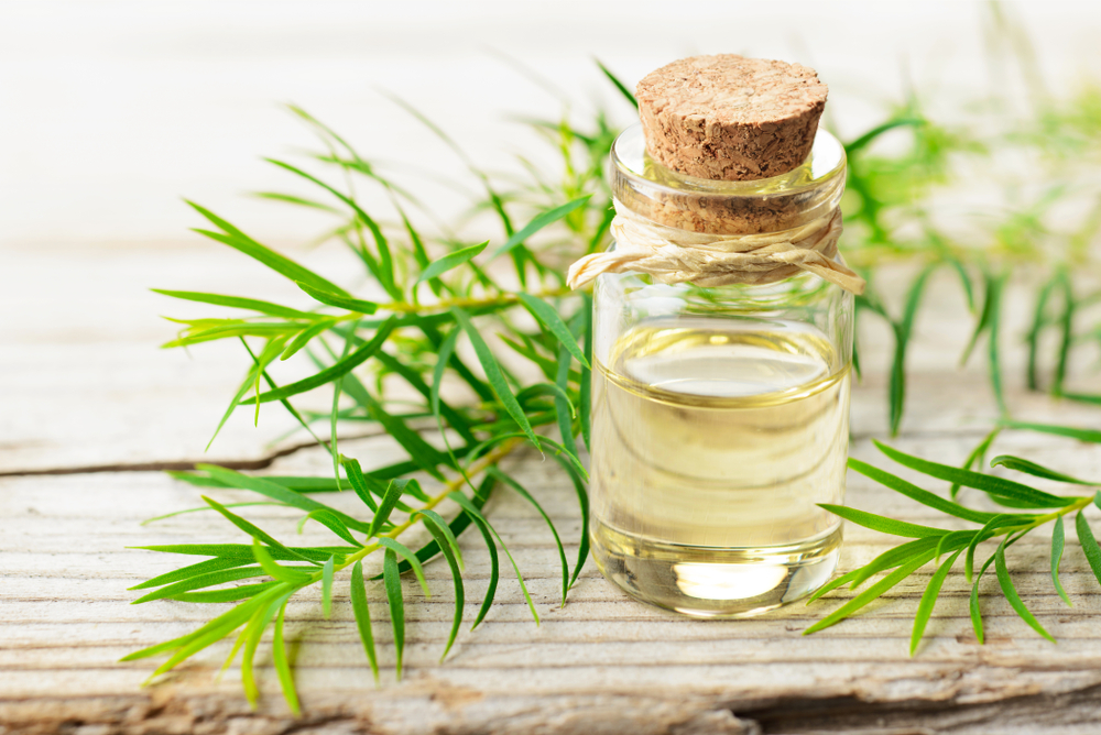 Is Tea Tree Oil Good For Acne And Oily Skin