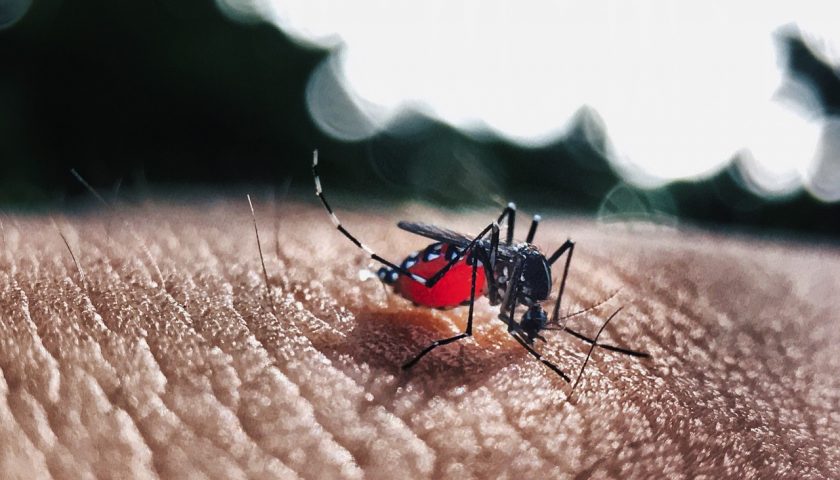 Best Food to Increase Platelet in Dengue