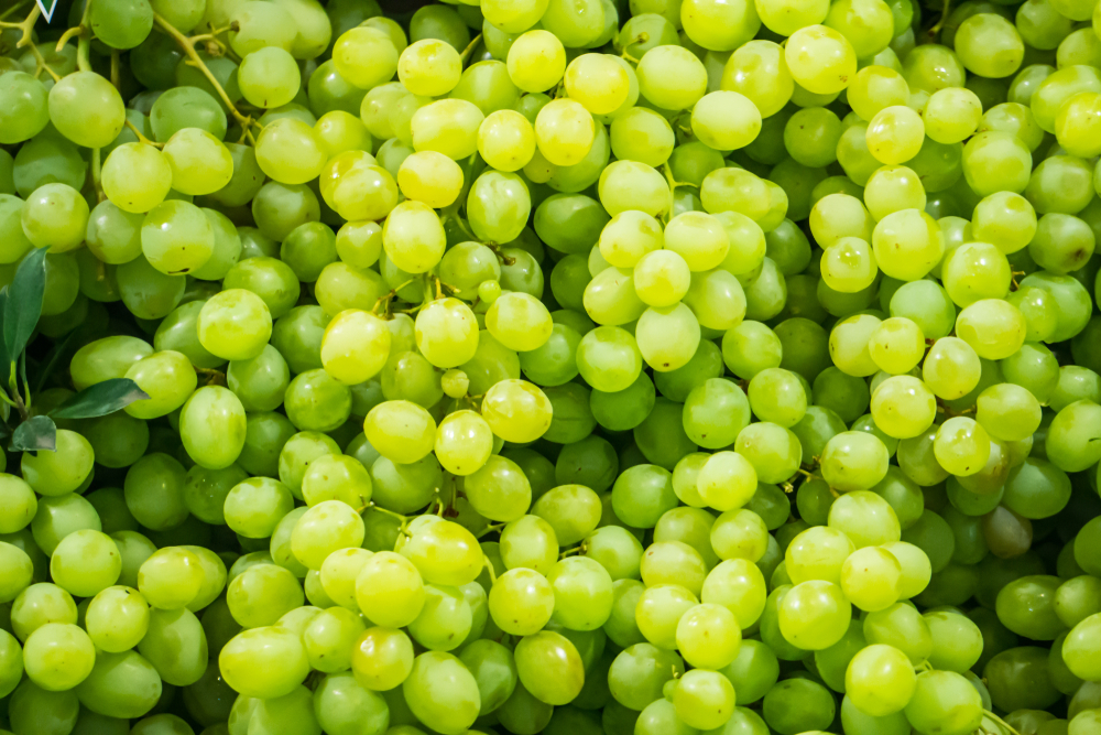 Grapes Benefits (انگور کے فوائد): All You Need to Know - Healthwire