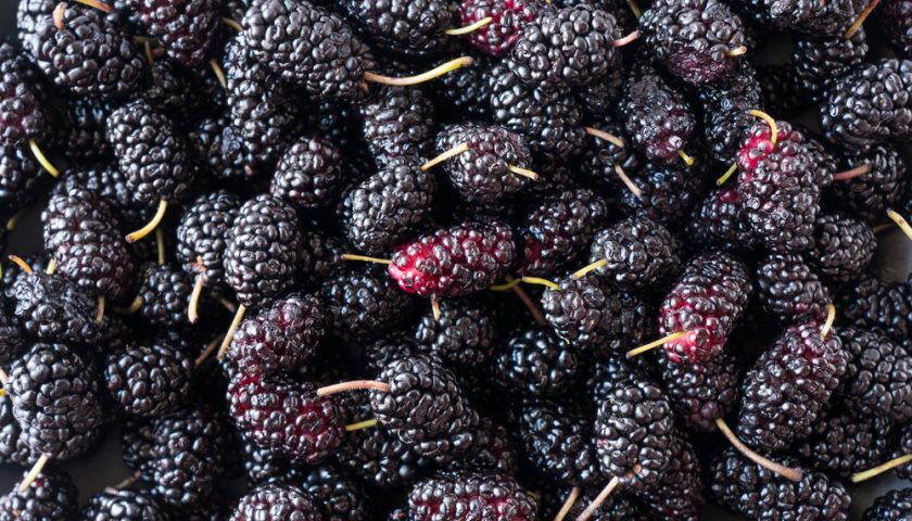 Mulberry Benefits and How to Use it