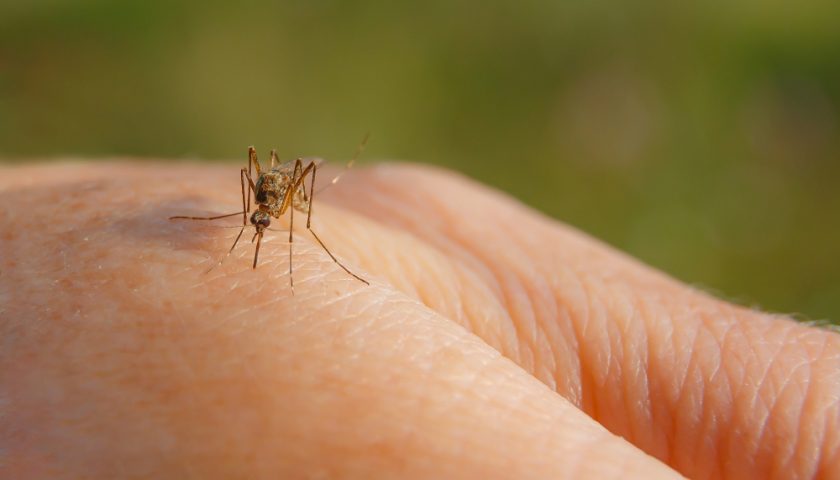 dengue bukhar ka ilaj