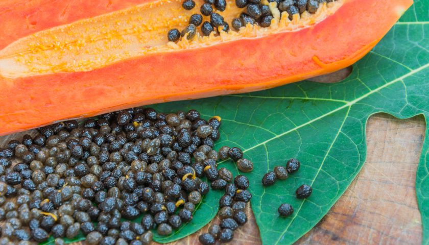 papaya seeds benefits