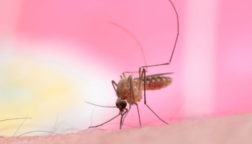 Malaria Ka Ilaj