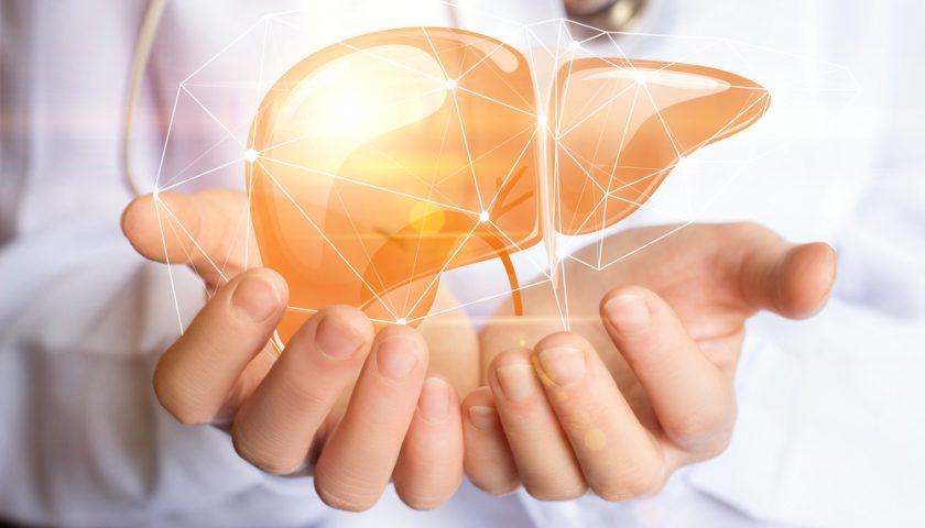 what-is-the-largest-internal-organ-in-the-human-body