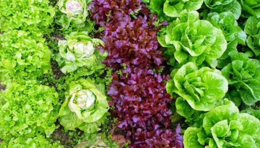 benefits-of-red-leaf-lettuce