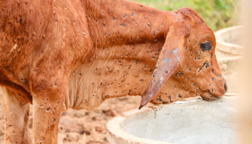 lumpy-skin-disease-in-pakistan