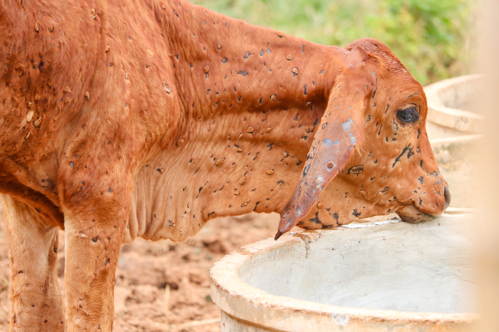 Lumpy Skin Disease In Pakistan All You Need To Know Health 