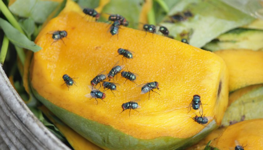fruit fly eggs