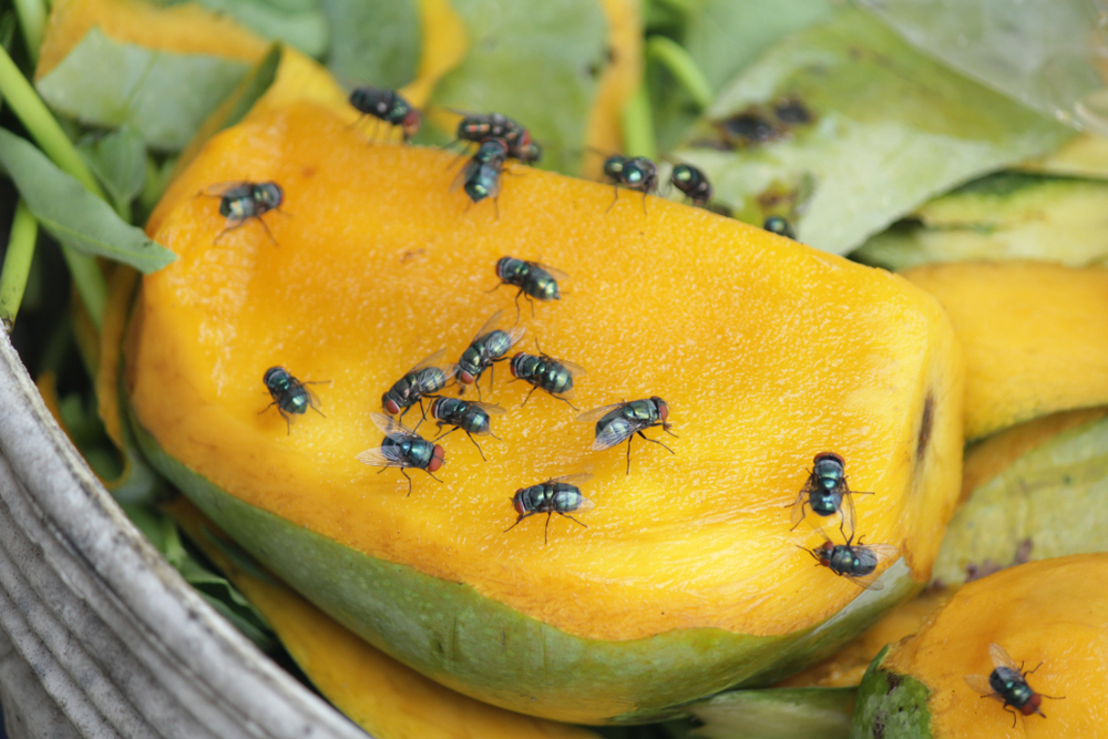 Large numbers of fruit fly larvae can overcome extreme nutritional