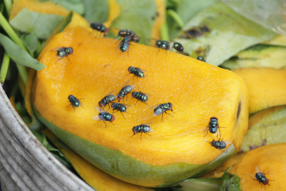 What do fruit fly store eggs look like