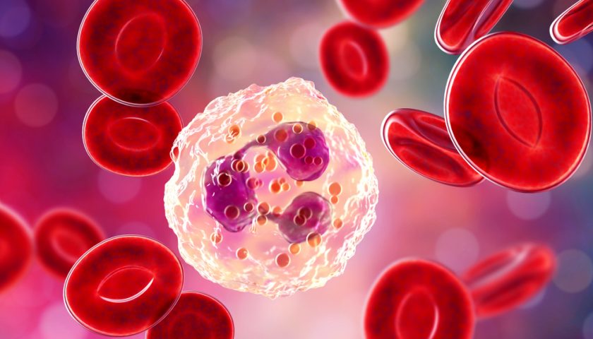 What are Neutrophils in A Blood Test